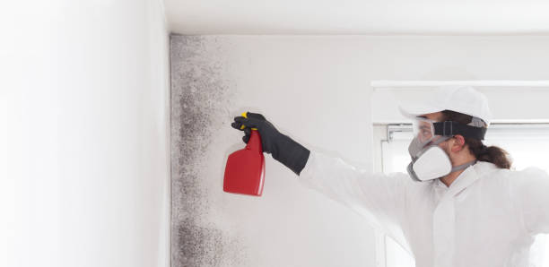 Best Black Mold Removal  in Oswego, IL