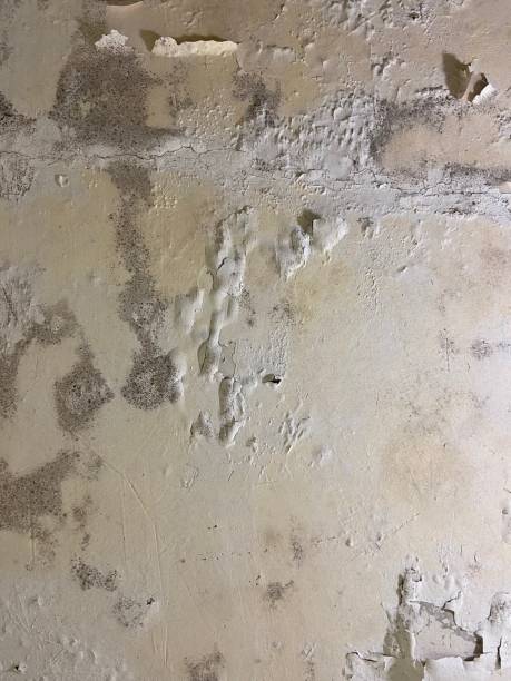 Best Attic Mold Removal  in Oswego, IL