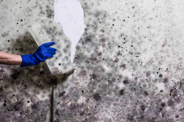 Mold Removal and Inspection in Oswego, IL
