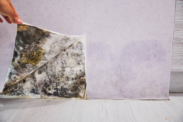 Best Commercial Mold Removal  in Oswego, IL